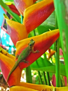 Photo of the Day: Li’l gecko spotted me